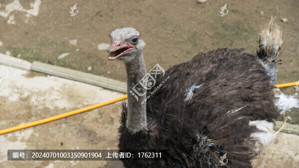 鴕鳥(niǎo)