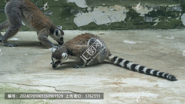 環(huán)尾狐猴