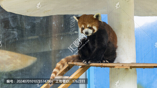 小熊貓