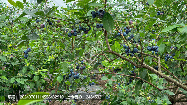 藍(lán)莓樹上的藍(lán)莓