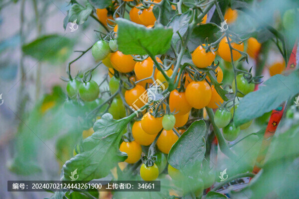 農(nóng)業(yè)水果蔬菜種植園黃色小柿子