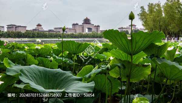 北京蓮花池風光