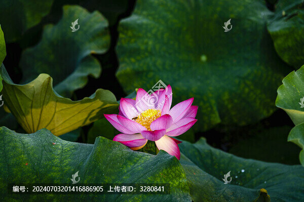 西湖荷花景觀