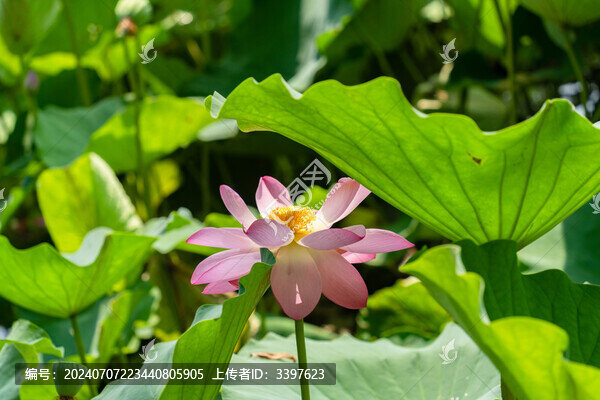 夏天賞荷花