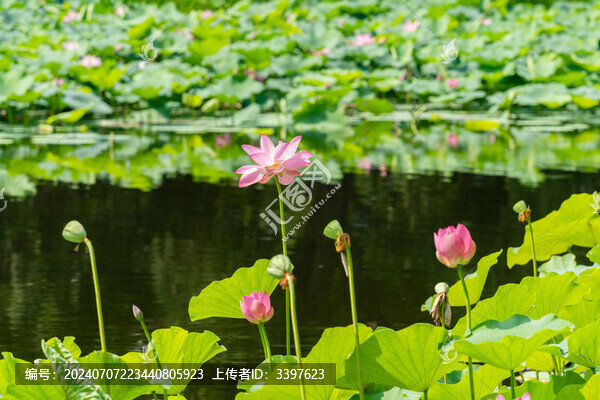 夏日池塘中盛開的荷花