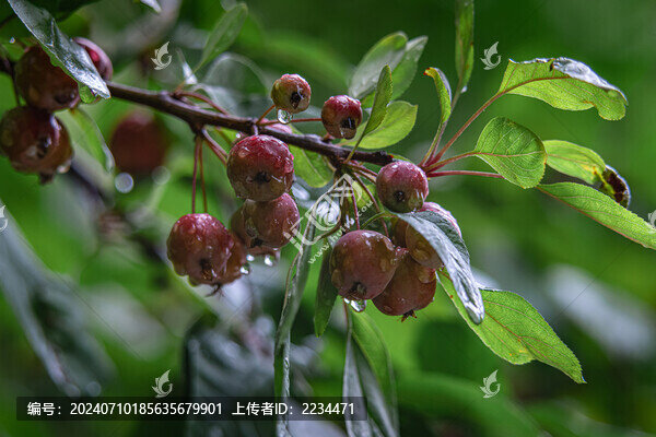 褐花蘋果