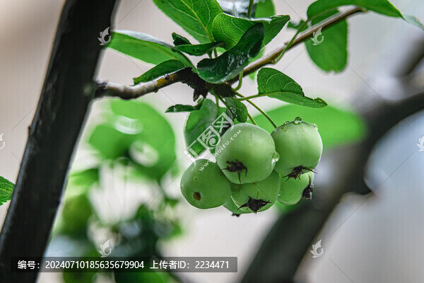 褐花蘋果