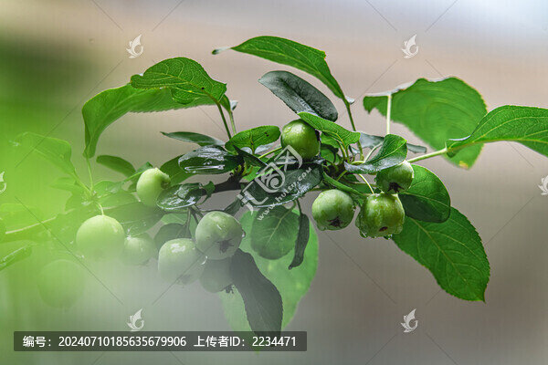 褐花蘋果