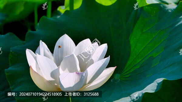 荷花