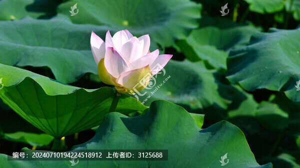 荷花