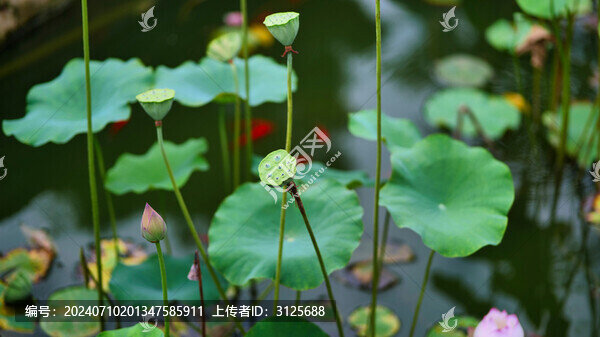 荷花