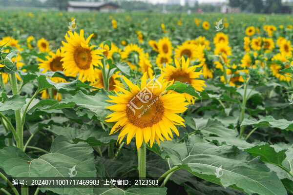 向日葵花朵開放特寫