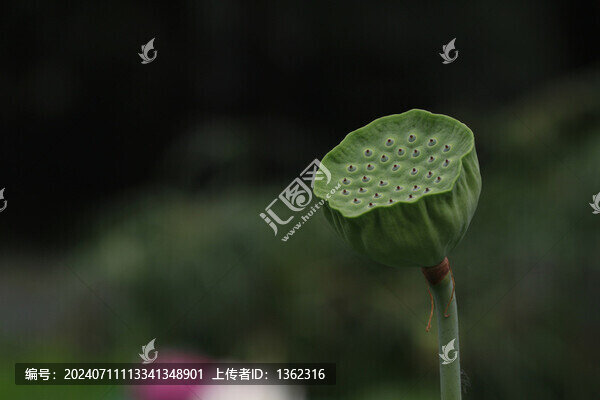 綠色蓮蓬