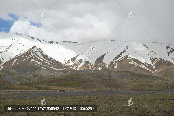 可可西里藏野驢