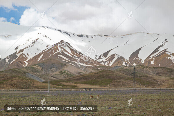 可可西里藏野驢