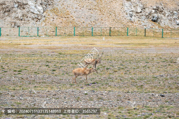 可可西里藏羚羊
