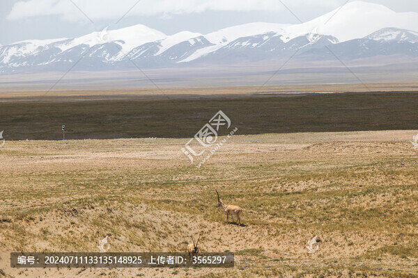 可可西里雪山下的藏羚羊