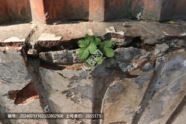 種子的力量