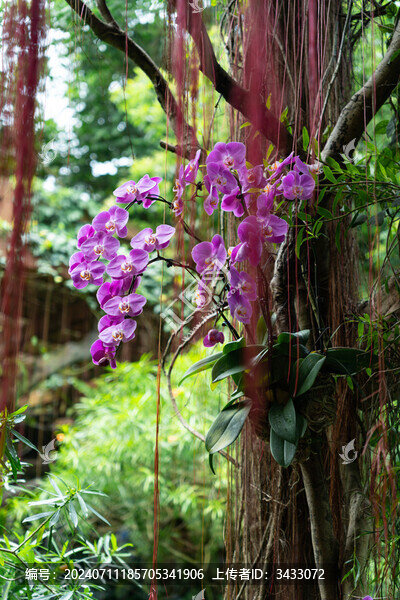 廣西南寧青秀山植物園