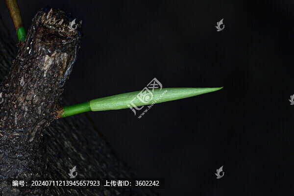 綠葉