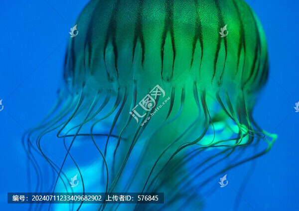 水母