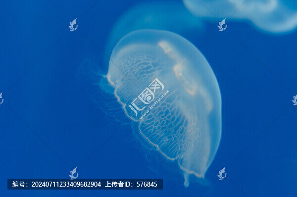 水母