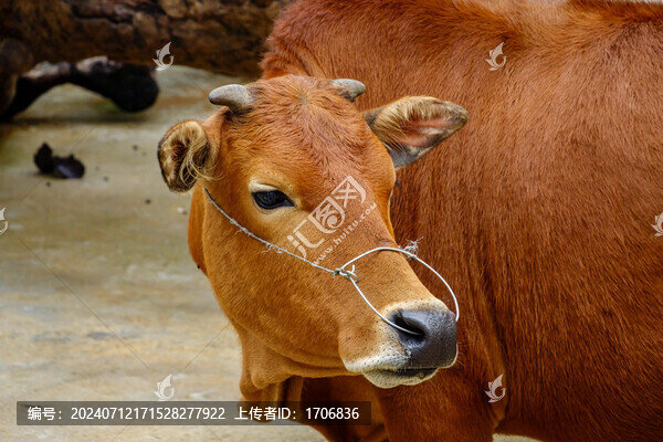 黃牛特寫