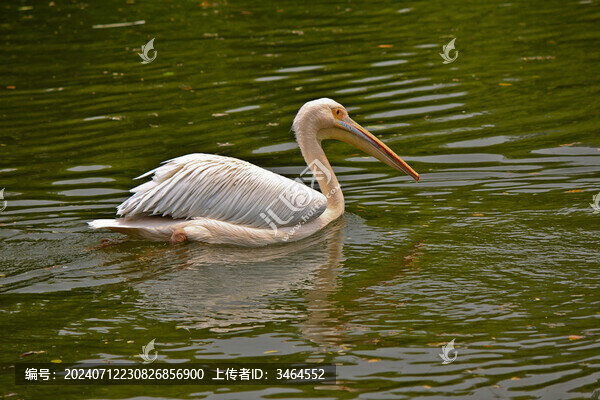 動(dòng)物園鵜鶘