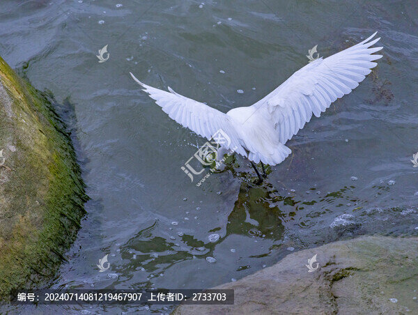 水面白鷺