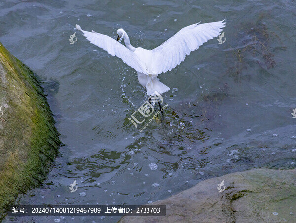 水面白鷺