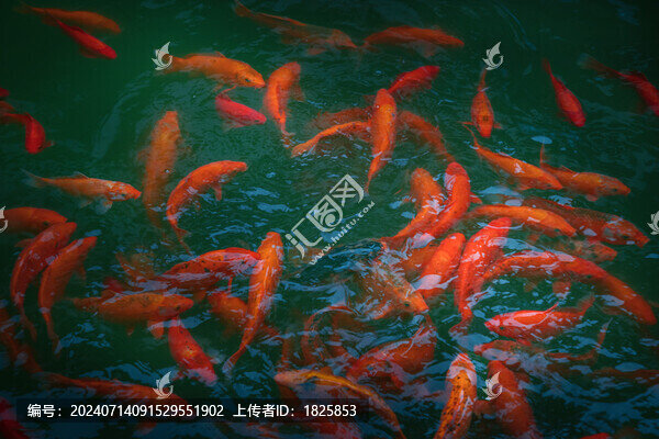 錦鯉