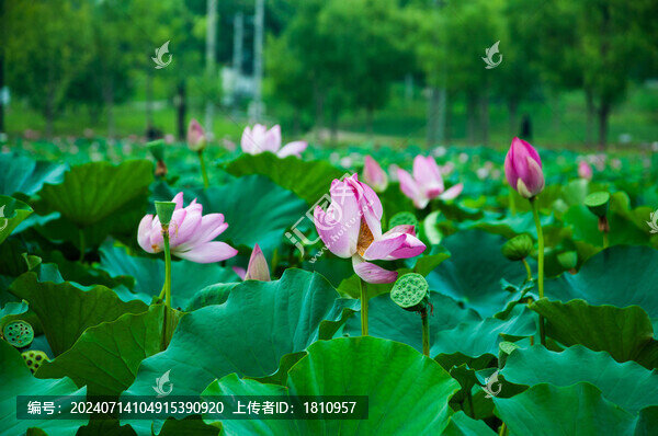 荷花