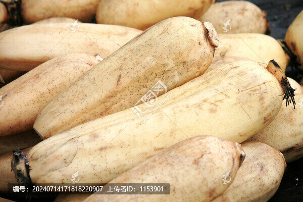 蓮藕