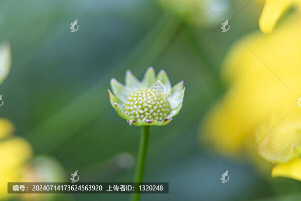 花蒂