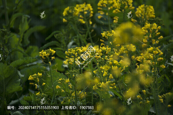 油菜花