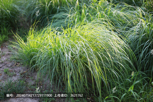 綠色一堆草植物
