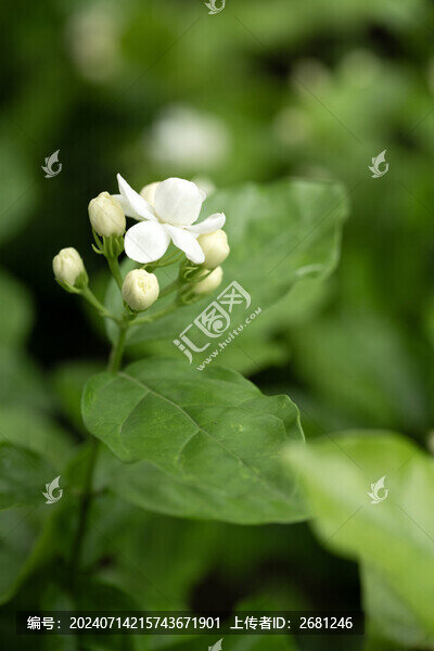 茉莉花