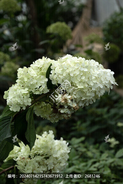 繡球花