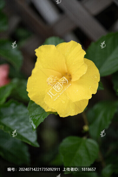 絲瓜花