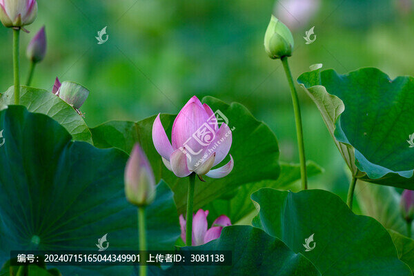 夏天荷花