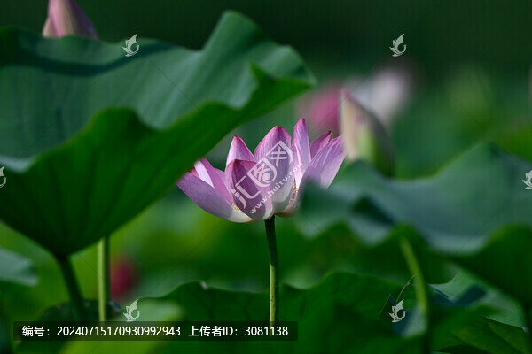 夏天荷花處暑
