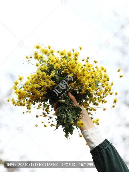 采野菊花