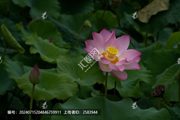 夏日荷花