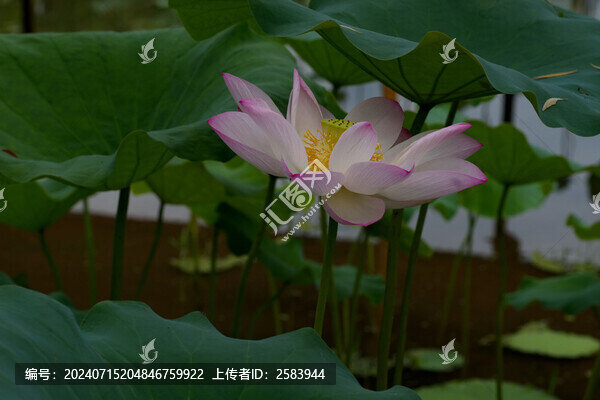 夏日荷花