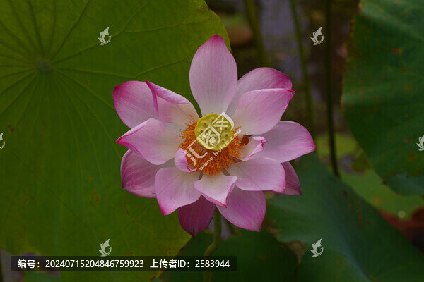 夏日荷花