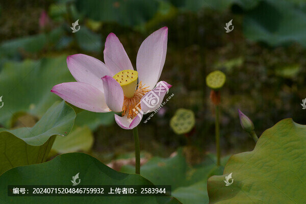 夏日荷花