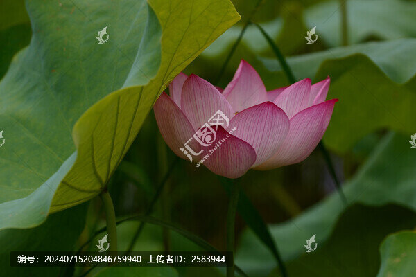 夏日荷花