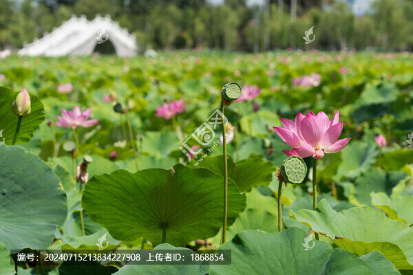 荷花