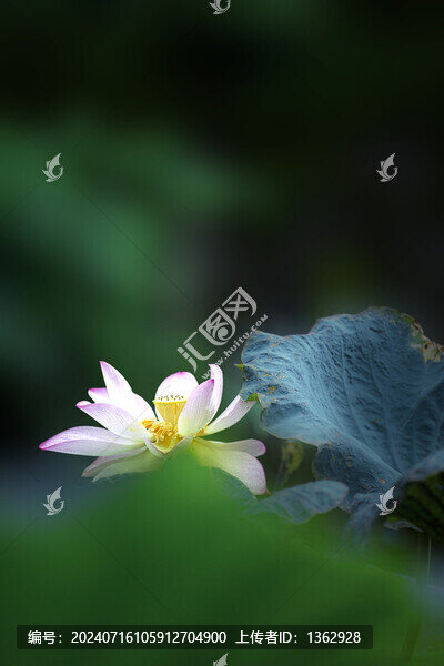 荷風(fēng)