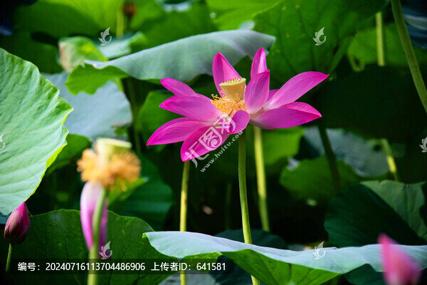 荷花